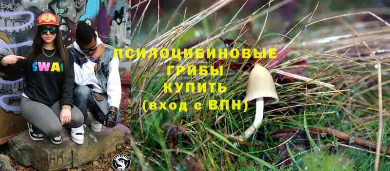 Галлюциногенные грибы Cubensis  blacksprut ссылки  Выкса  купить  